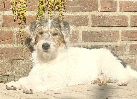 Greek-Summer Elias Junger, rauhaariger, dreifarbiger Hund, liegend an einer Wand in der Sonne