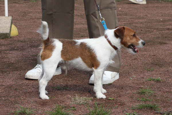 Dias, Jungrüde, wartet bei schönem Wetter, dass es endlich in den Ring geht, um allen seine Schönheit zu zeigen.