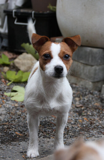 Greek-Summer Daily Daily, braun-weisse kleine Hündin, leicht rauhaariges Fell und steht im Garten. Sie ist sehr aufgeweckt am schauen.